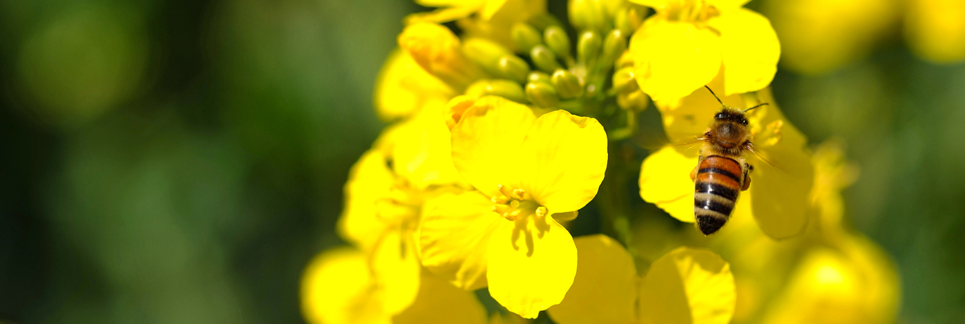 teaser_biene-rechts_1400x470-2